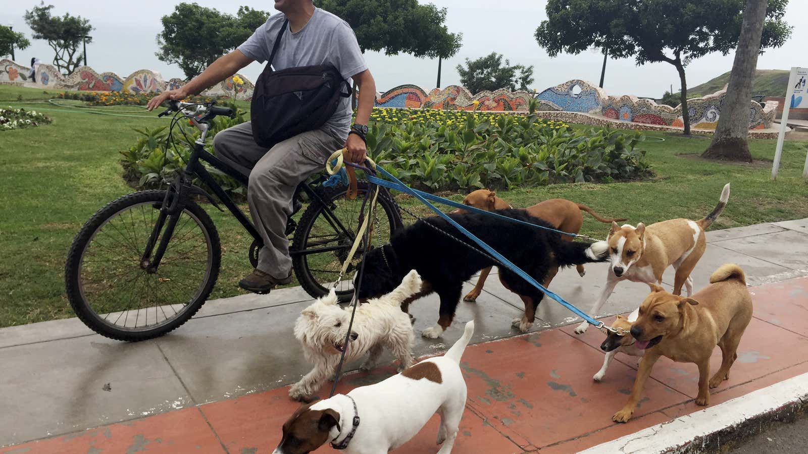 A dog-walker takes dogs out for a walk in a street in Lima’s Miraflores district, July 20, 2015. REUTERS/Mariana Bazo – GF10000165190