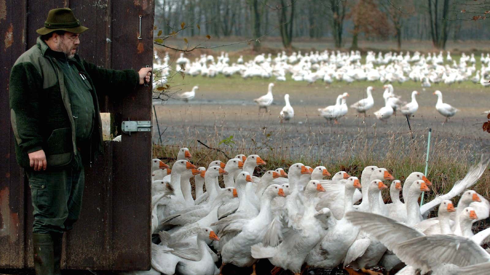 How much is a goose worth?