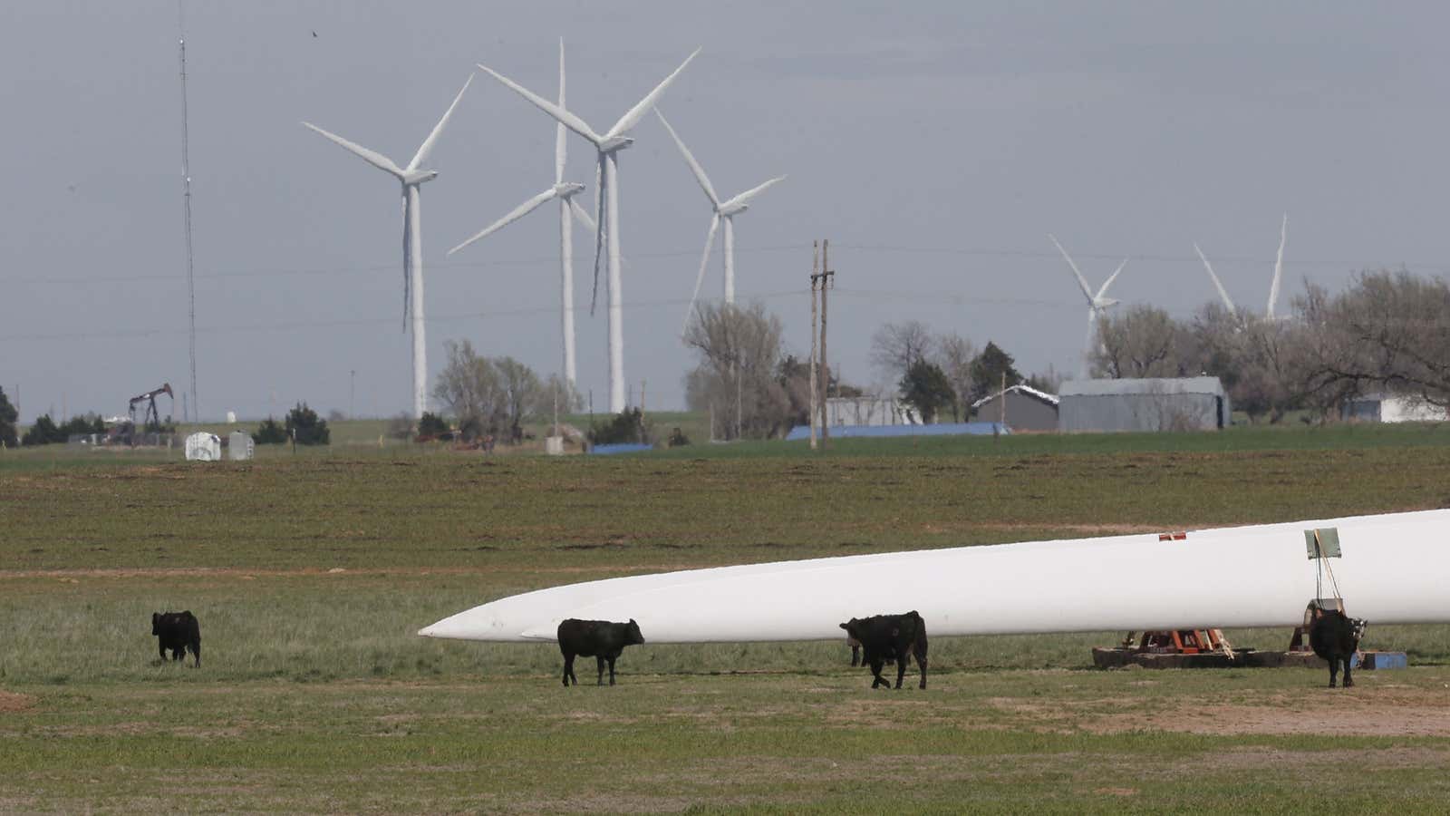 Happy cows on a happy wind farm.