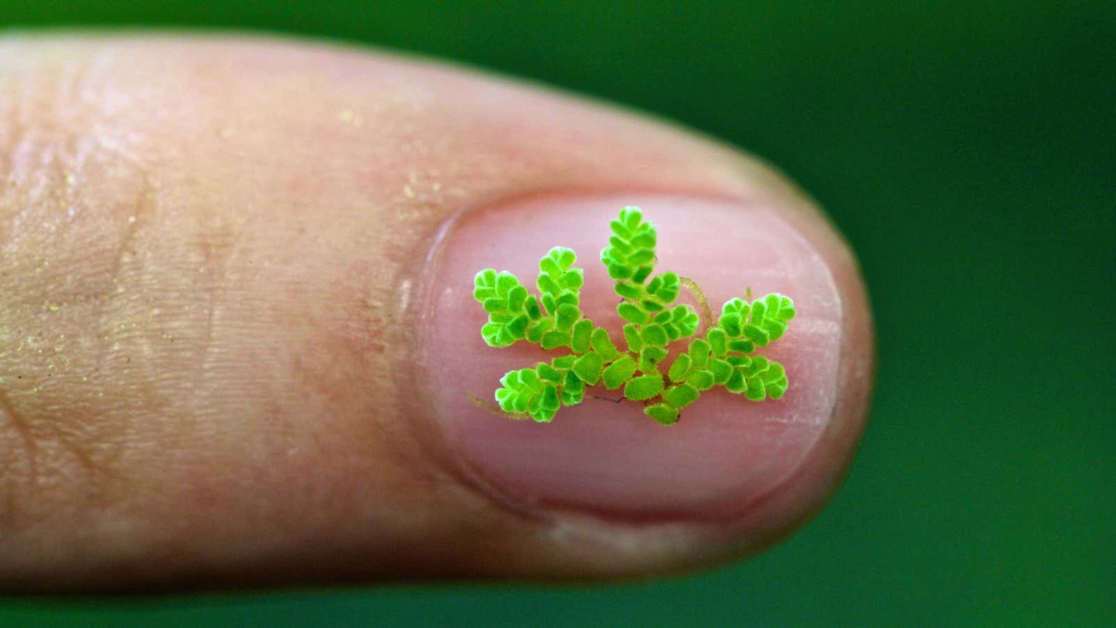 The Azolla fern: tiny but mighty.