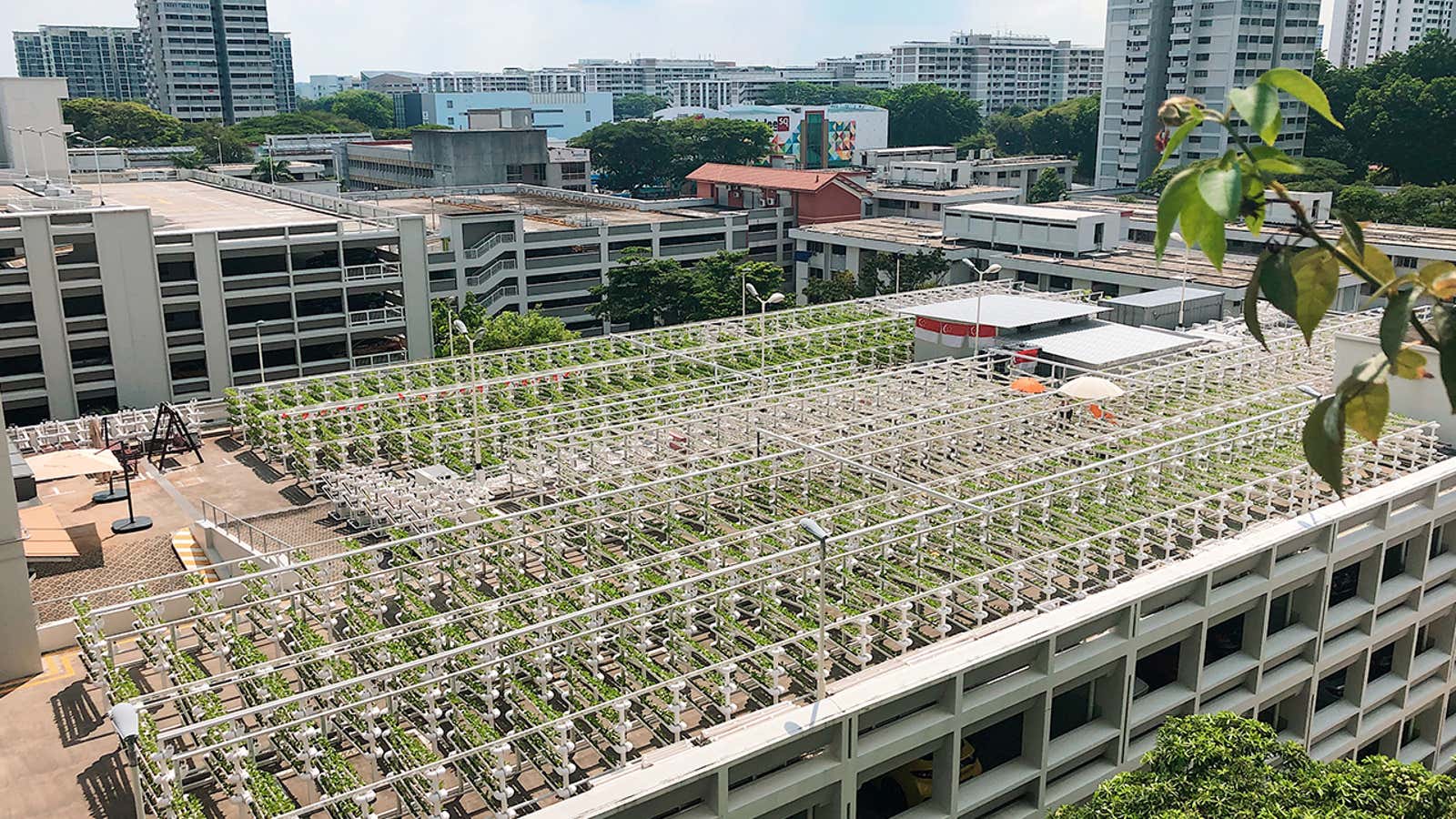 Singapore aims to produce 30% of its food by 2030.