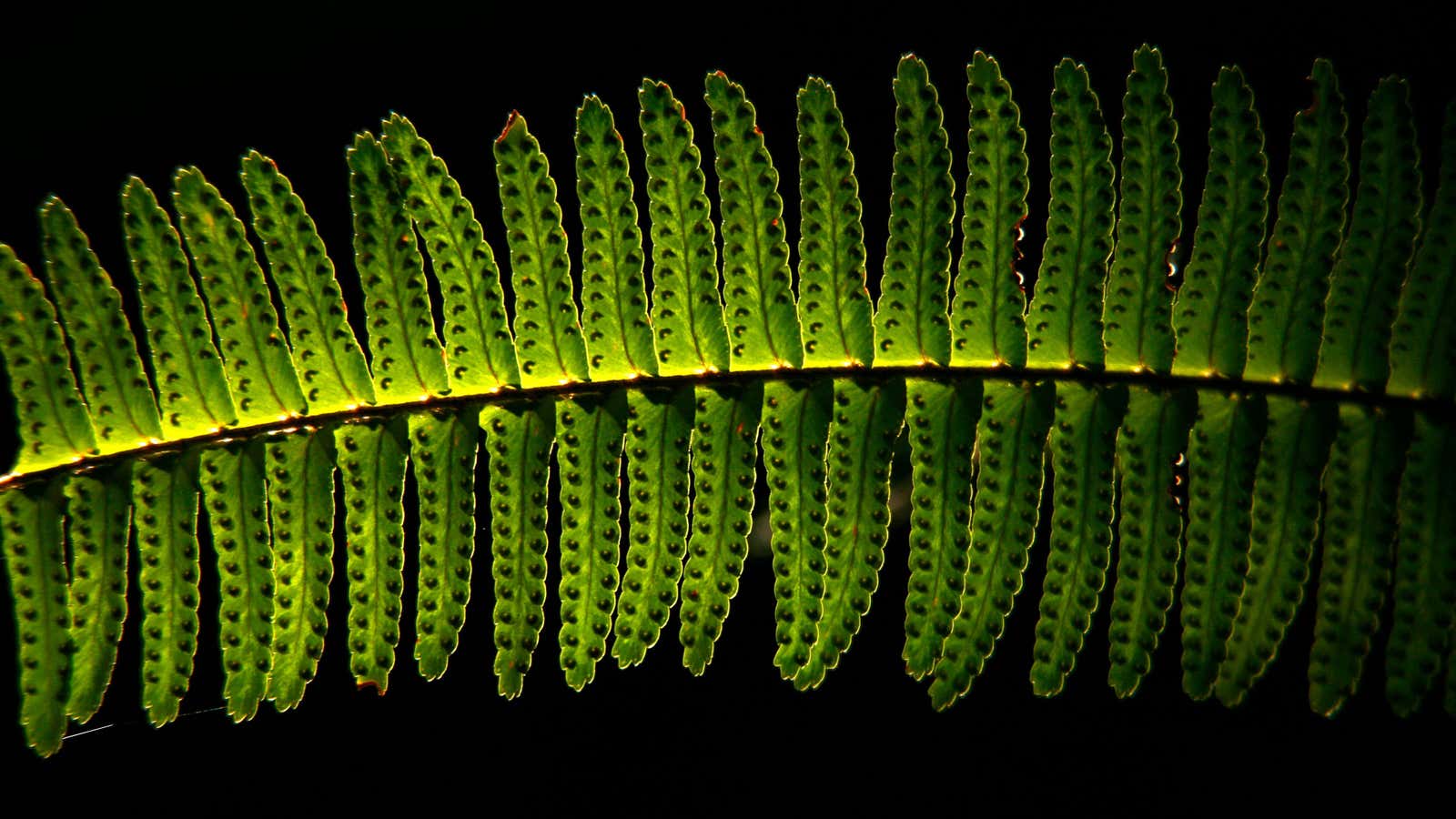A young fern is lit by a ray of sunlight as it grows under the shadow of a pine tree in Encinitas California March 28, 2007.  REUTERS/Mike Blake  (UNITED STATES) – GM1DUXOQJLAA