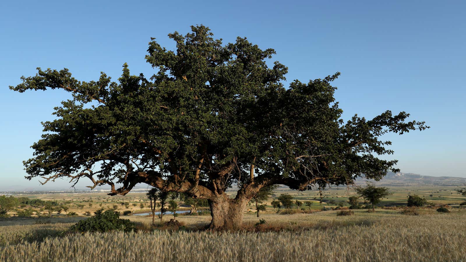 An Odaa tree in the town of Dukem, Oromia region, Ethiopia