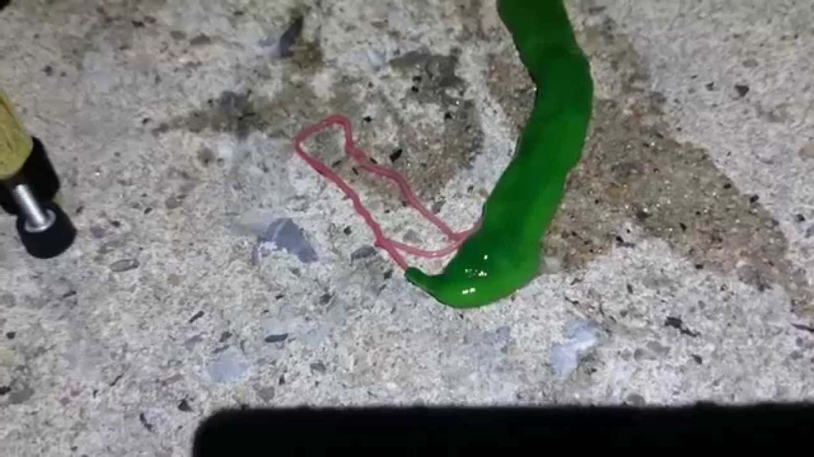 Watch: A bizarre green slime-beast slithers around flicking its toxic tongue-like appendage
