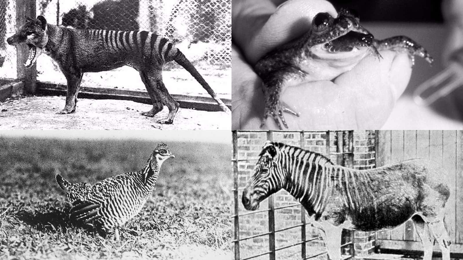 Clockwise from top left: Thylacine, gastric-brooding frog, quagga, heath hen