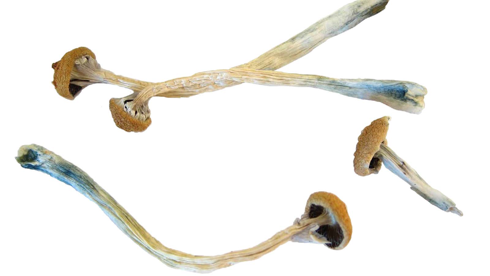 Psilocybin or “magic mushrooms” are seen in an undated photo provided by the U.S. Drug Enforcement Agency (DEA) in Washington.