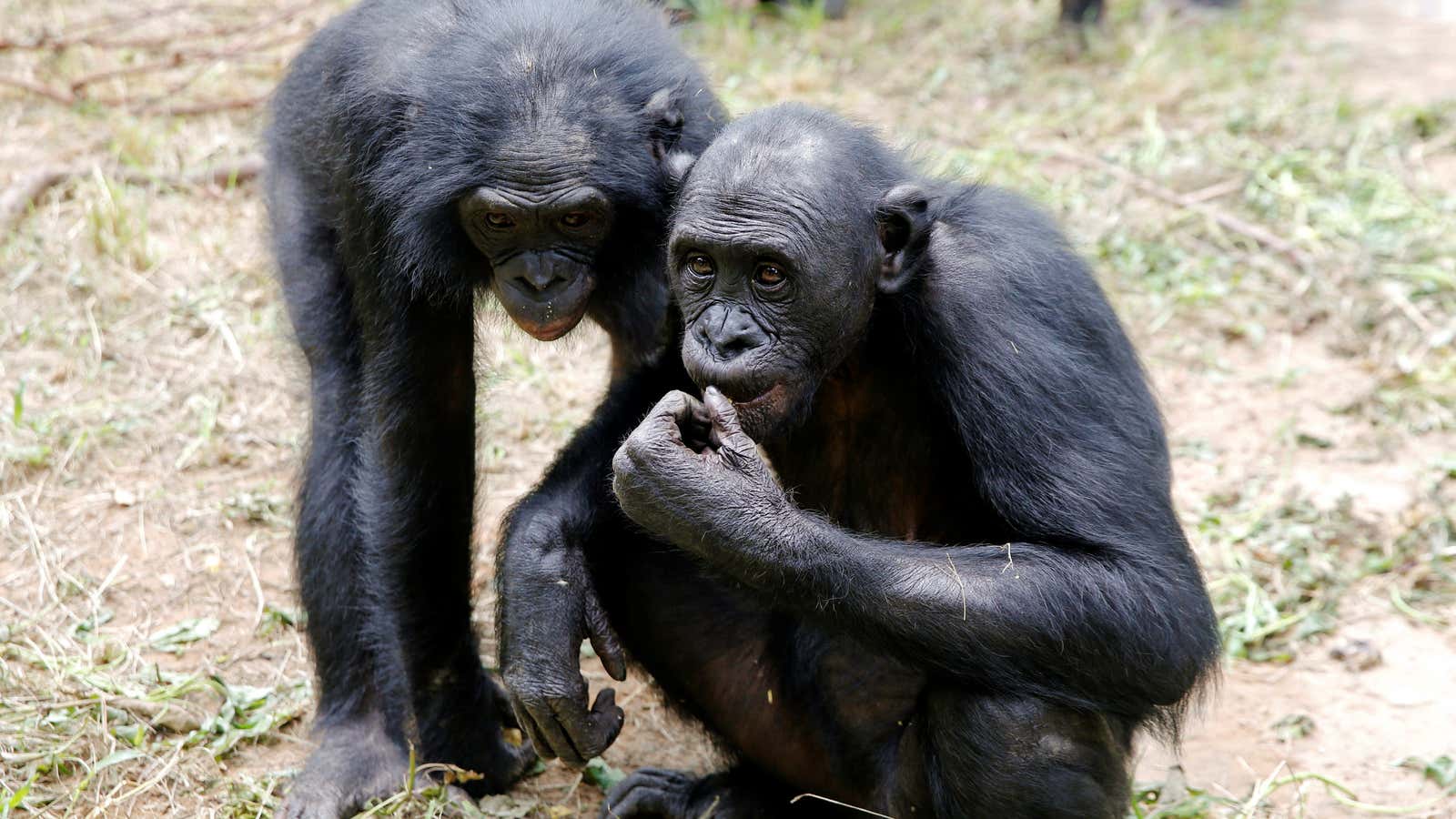 Bonobo ape mothers push their sons to find sex partners pic