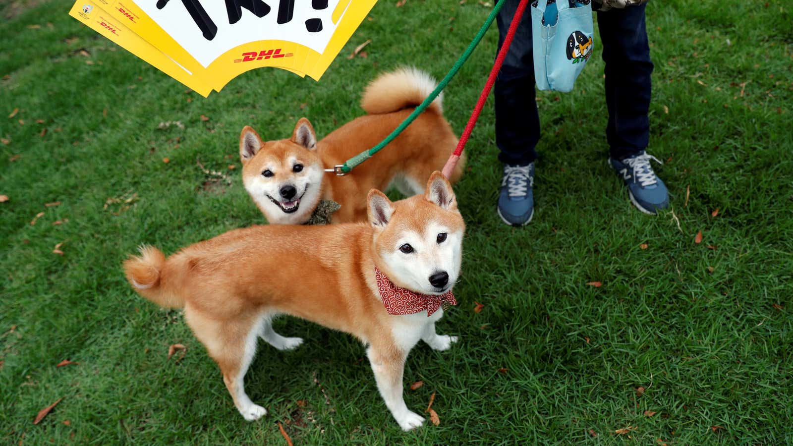 A local resident takes Japanese Shiba Inu dogs for a walk outside Toyota stadium before the Rugby World Cup match between Wales and Georgia in…