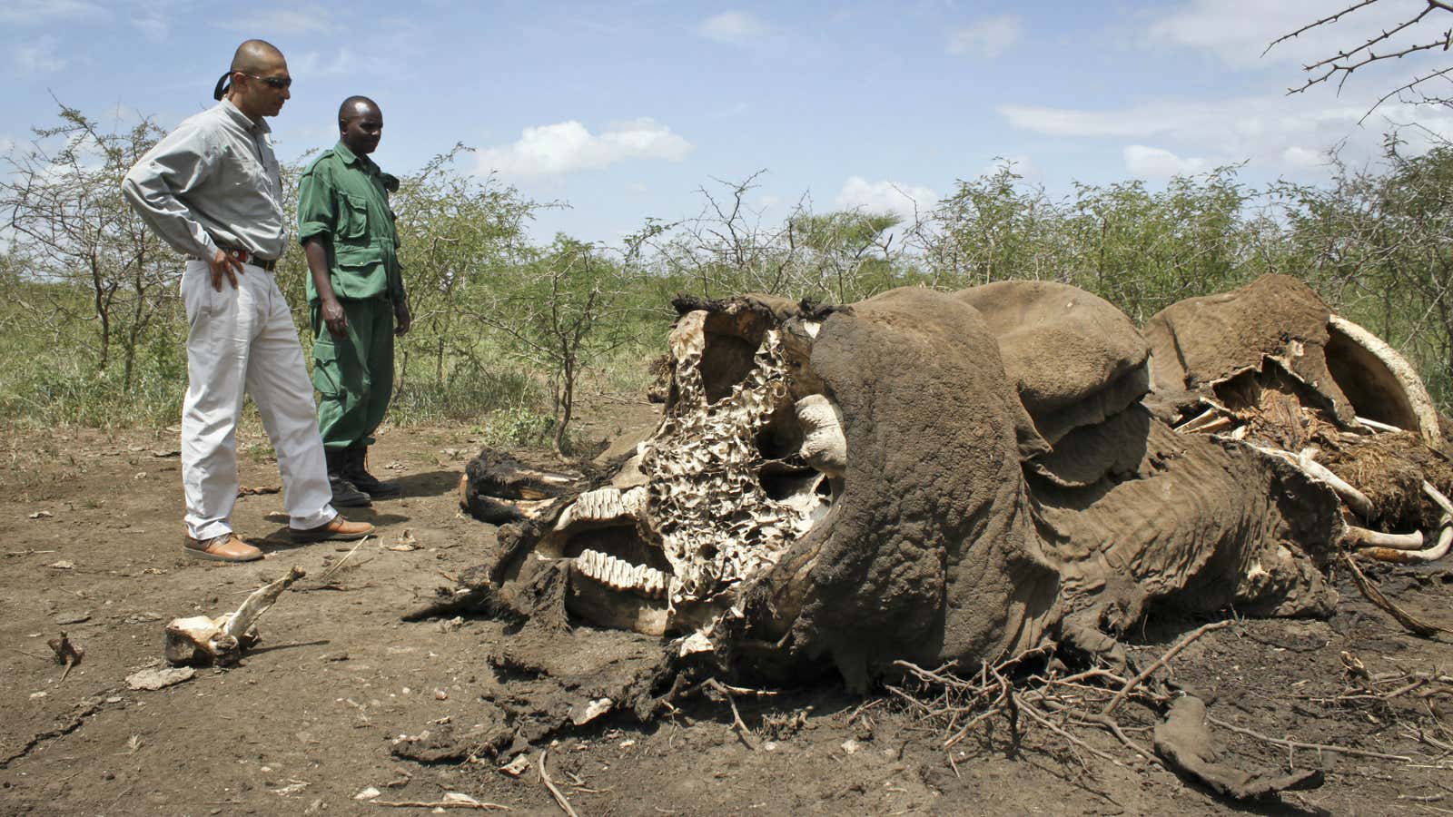 Elephant poaching is a huge problem in Tanzania.