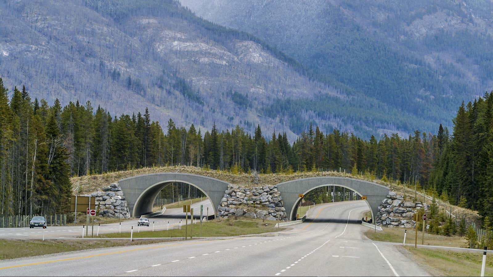 A wildlife crossing bridge in Banff National Park, Alberta, Canada.