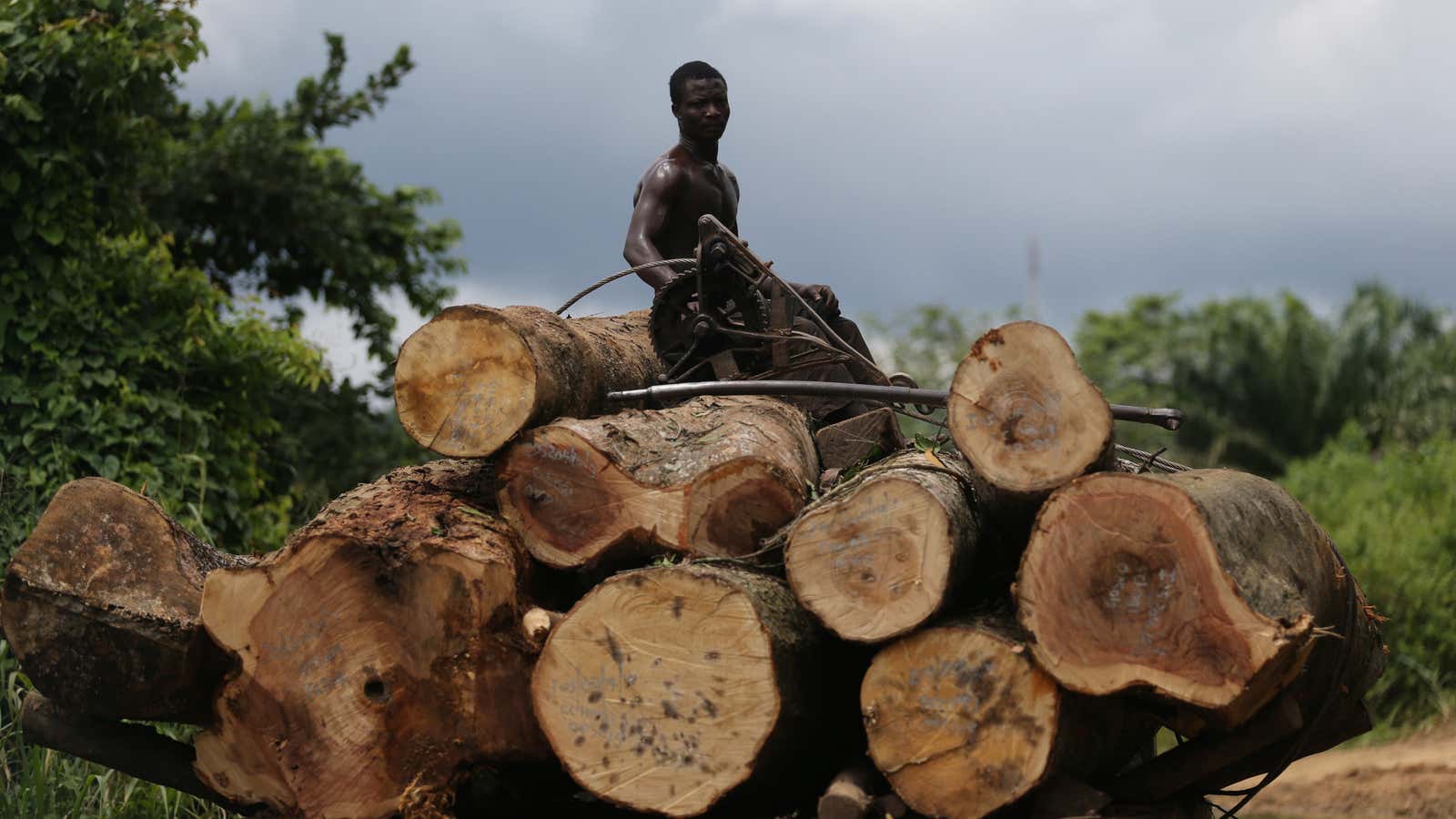 Logging in Nigeria.