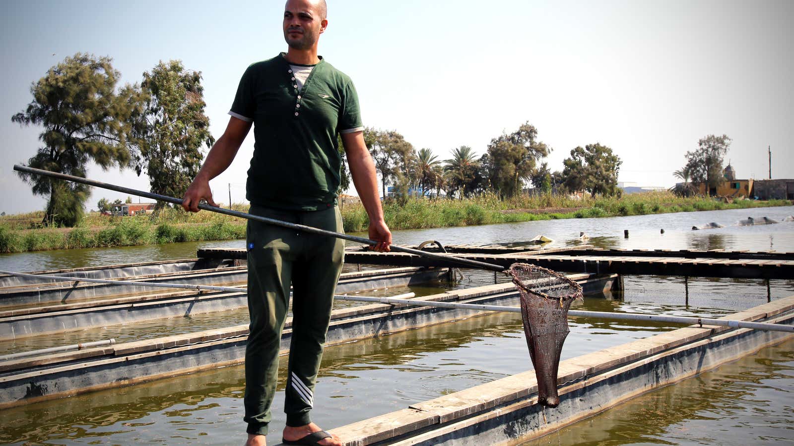 Mahmoud Hashem, a fish farmer in Egypt&#39;s Nile Delta, is earning more after investing in a climate-smart aquaculture system. 