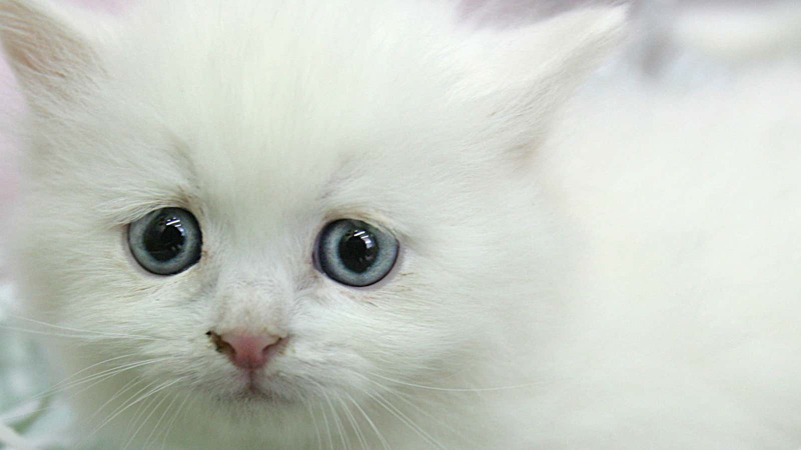 So cute! But why?