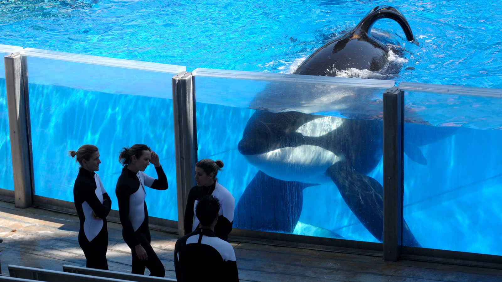 Have people forgotten about “Blackfish” already?