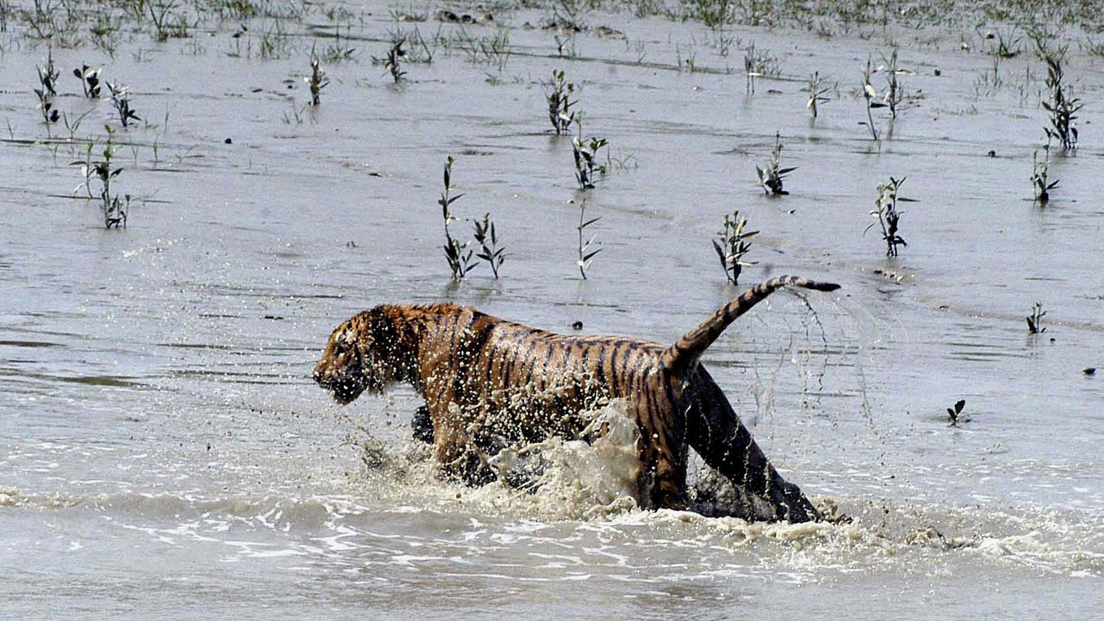 A tiger walks in the low tide between Sundarbans islands.