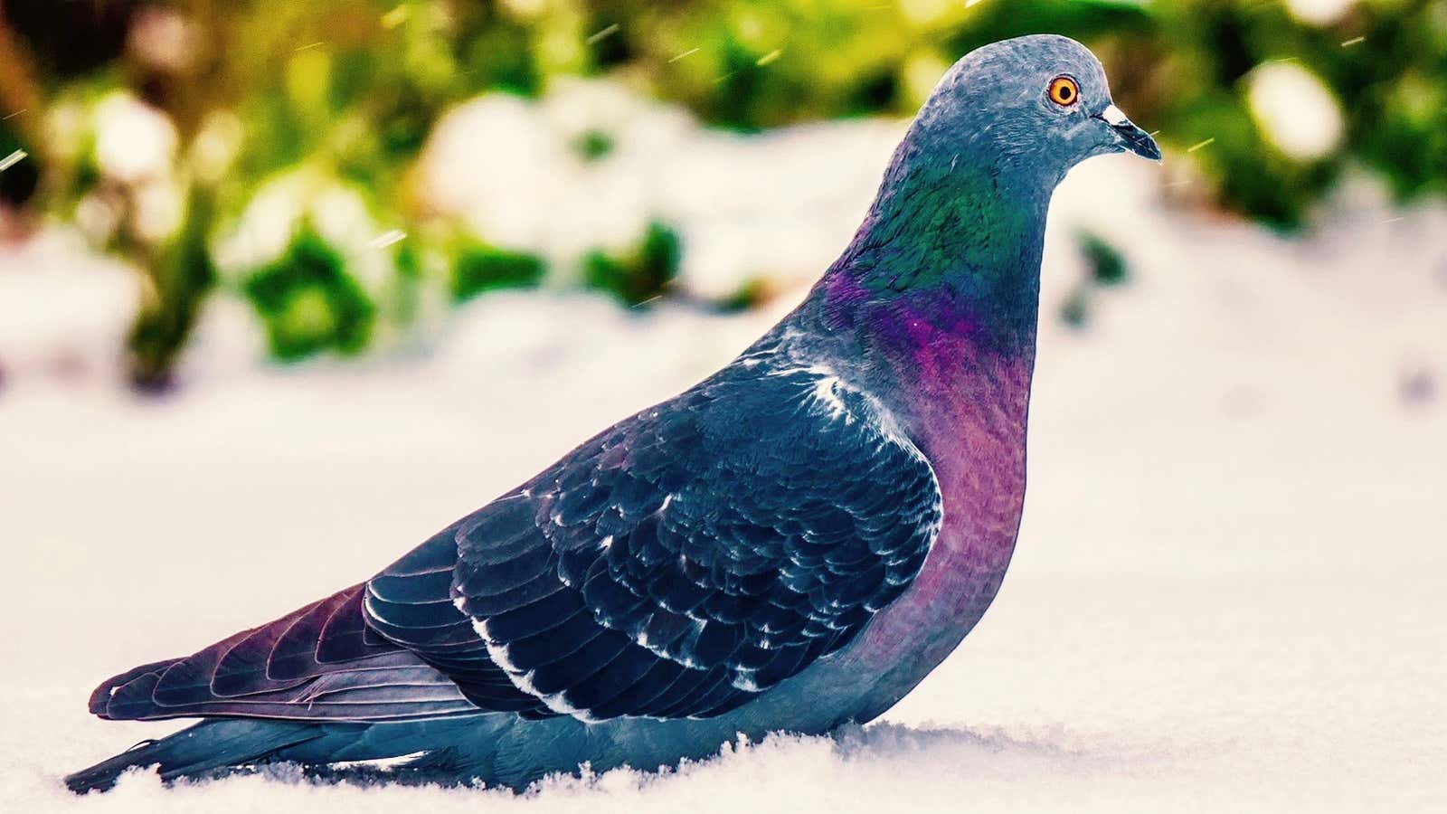 This pigeon may be processing complex abstractions right now.