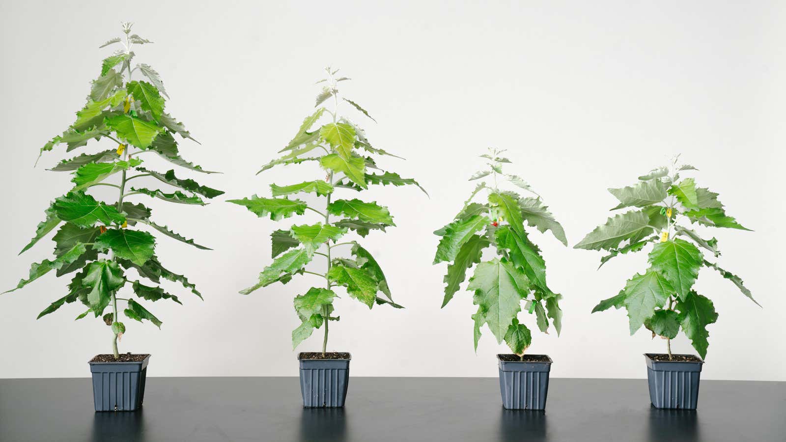 Genetically modified poplar trees, left, grow faster than regular poplars.
