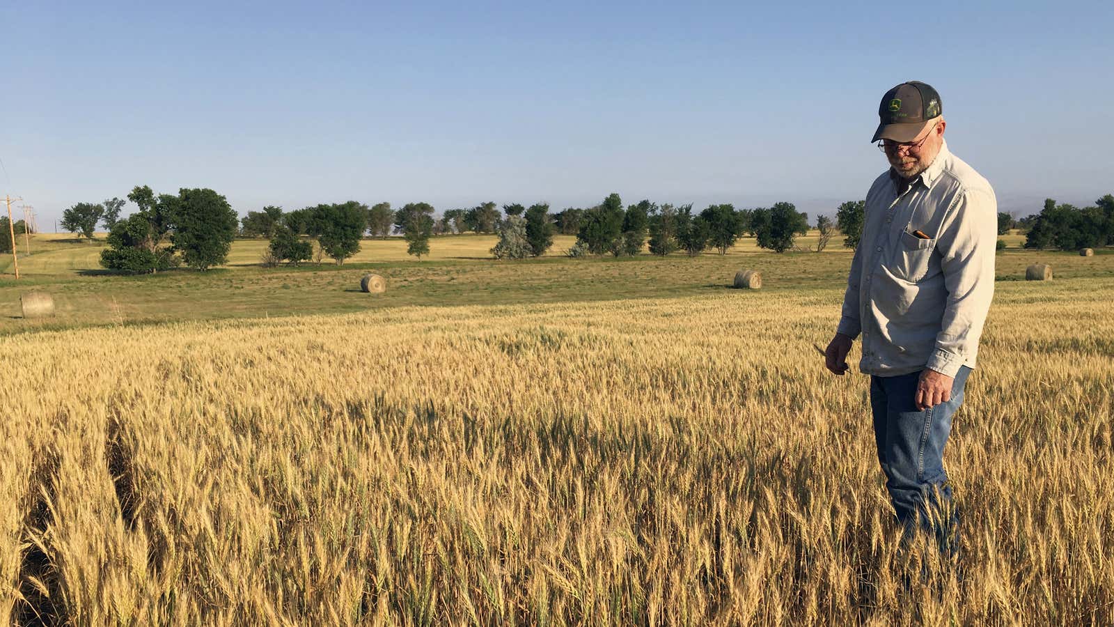 Rotting crops.
