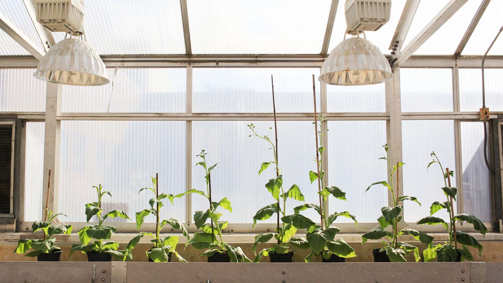 A genetic tweak made these tobacco plants grow 40% bigger.