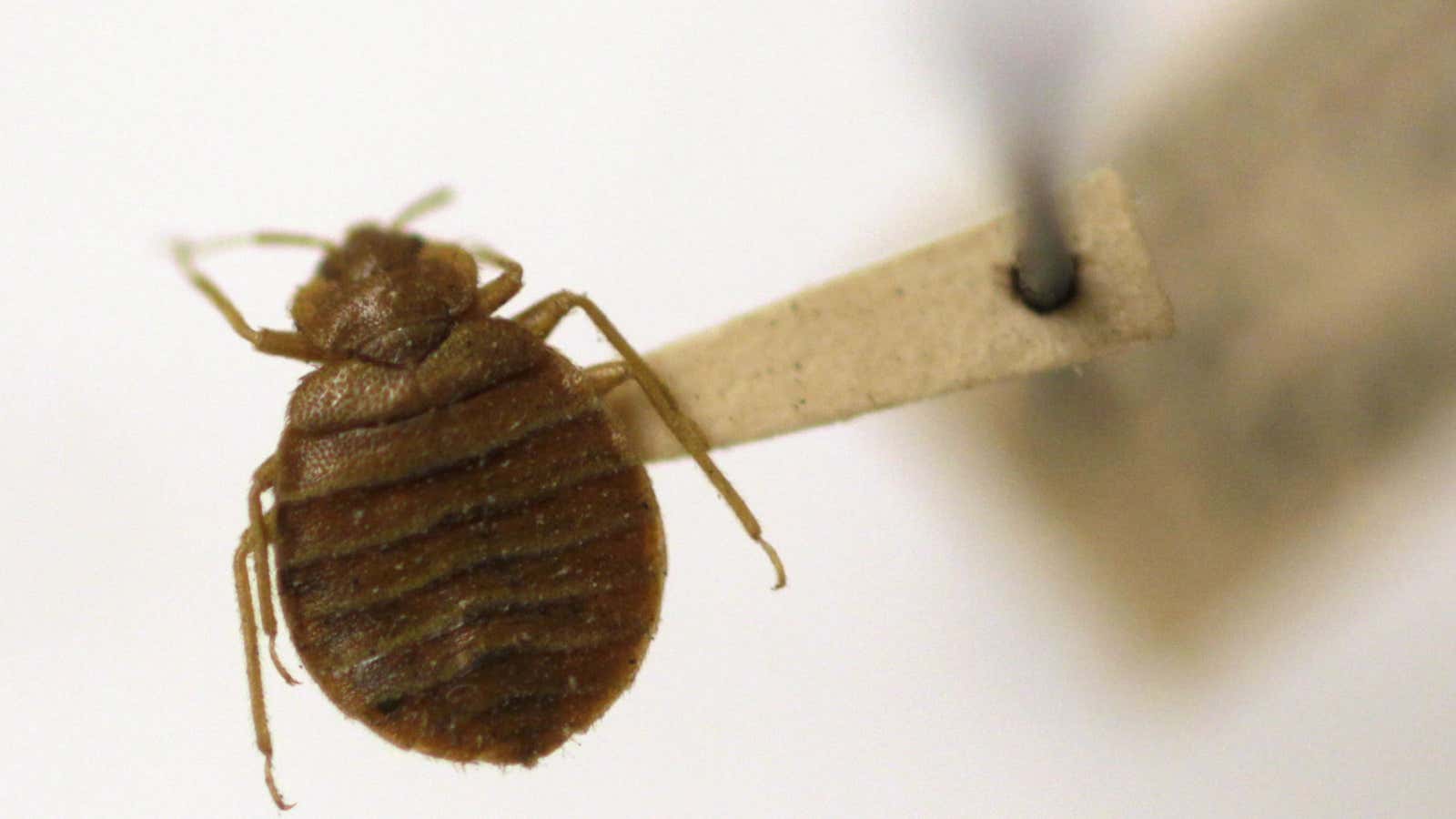 The best bed bugs are dead bed bugs.