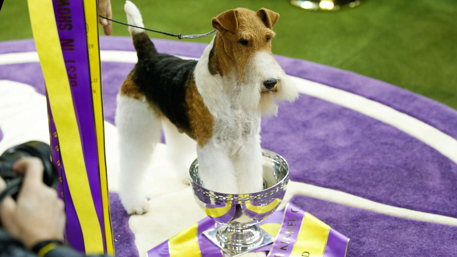 King of the show.
