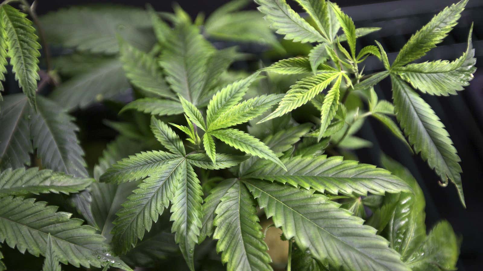 Latin America is finally acknowledging marijuana’s medicinal benefits