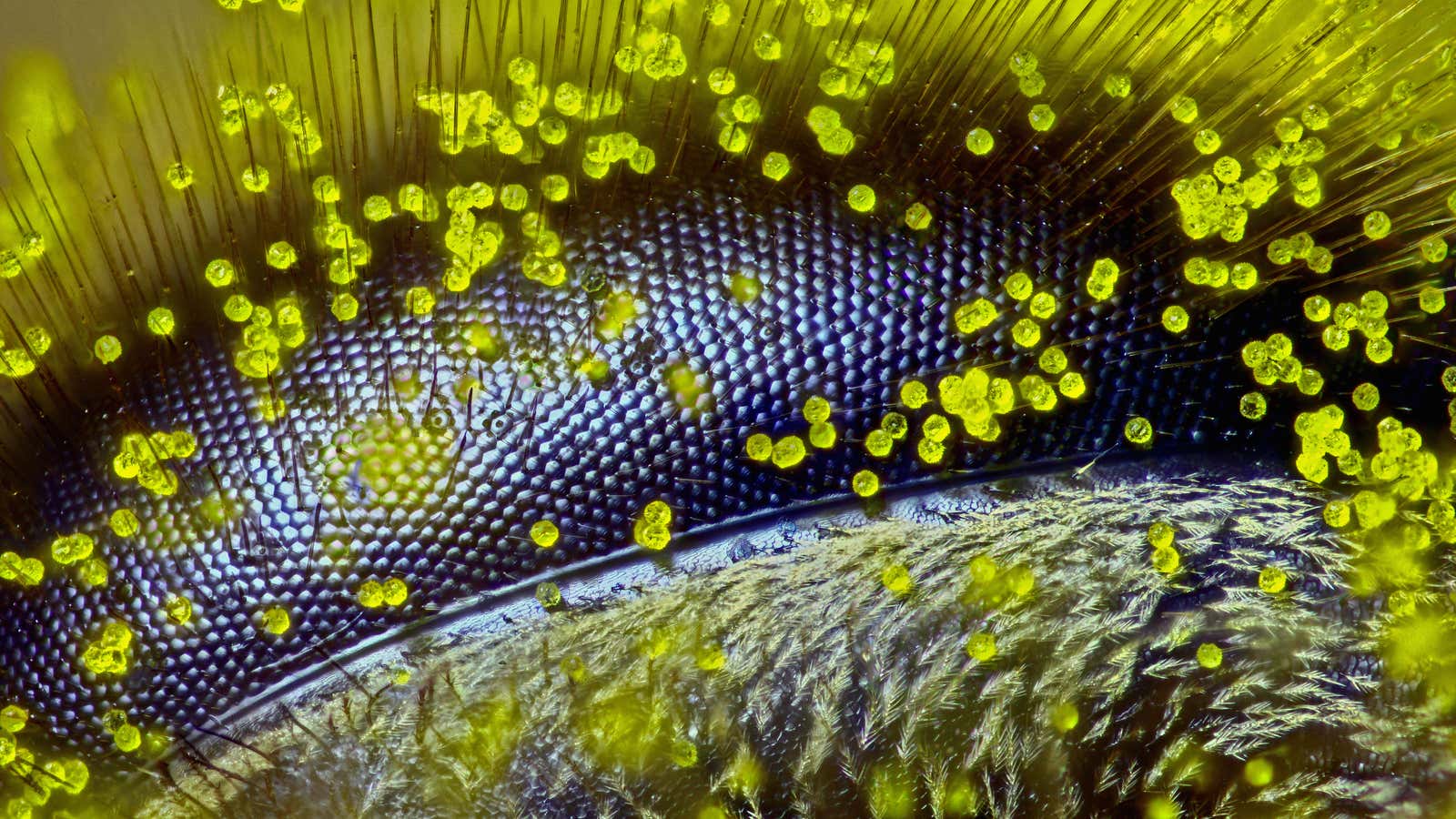 Eye of a honey bee (Apis mellifera) covered in dandelion pollen, magnified 120x.