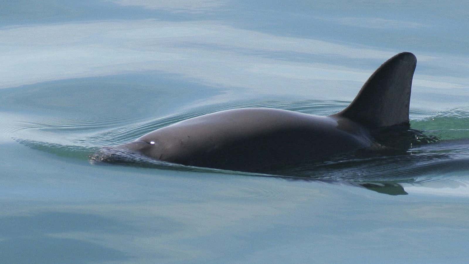 Illegal totoaba fishing is killing off the vaquita porpoise.
