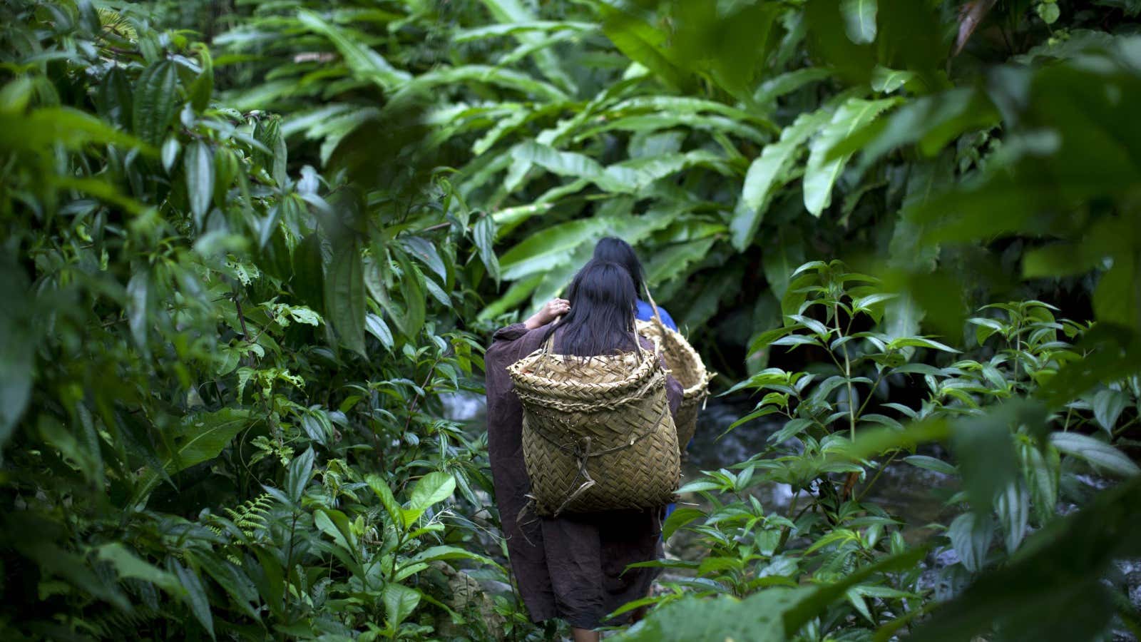 Preserving forest in Peru is one project’s aim.