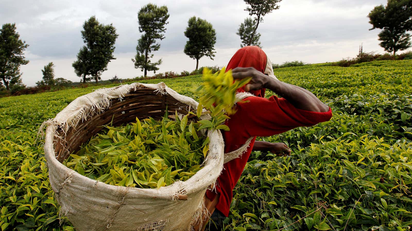 A worker picks tea at a plantation in Kenya.