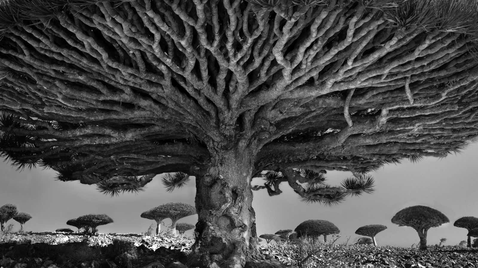 This dragon blood tree can live up to five hundred years