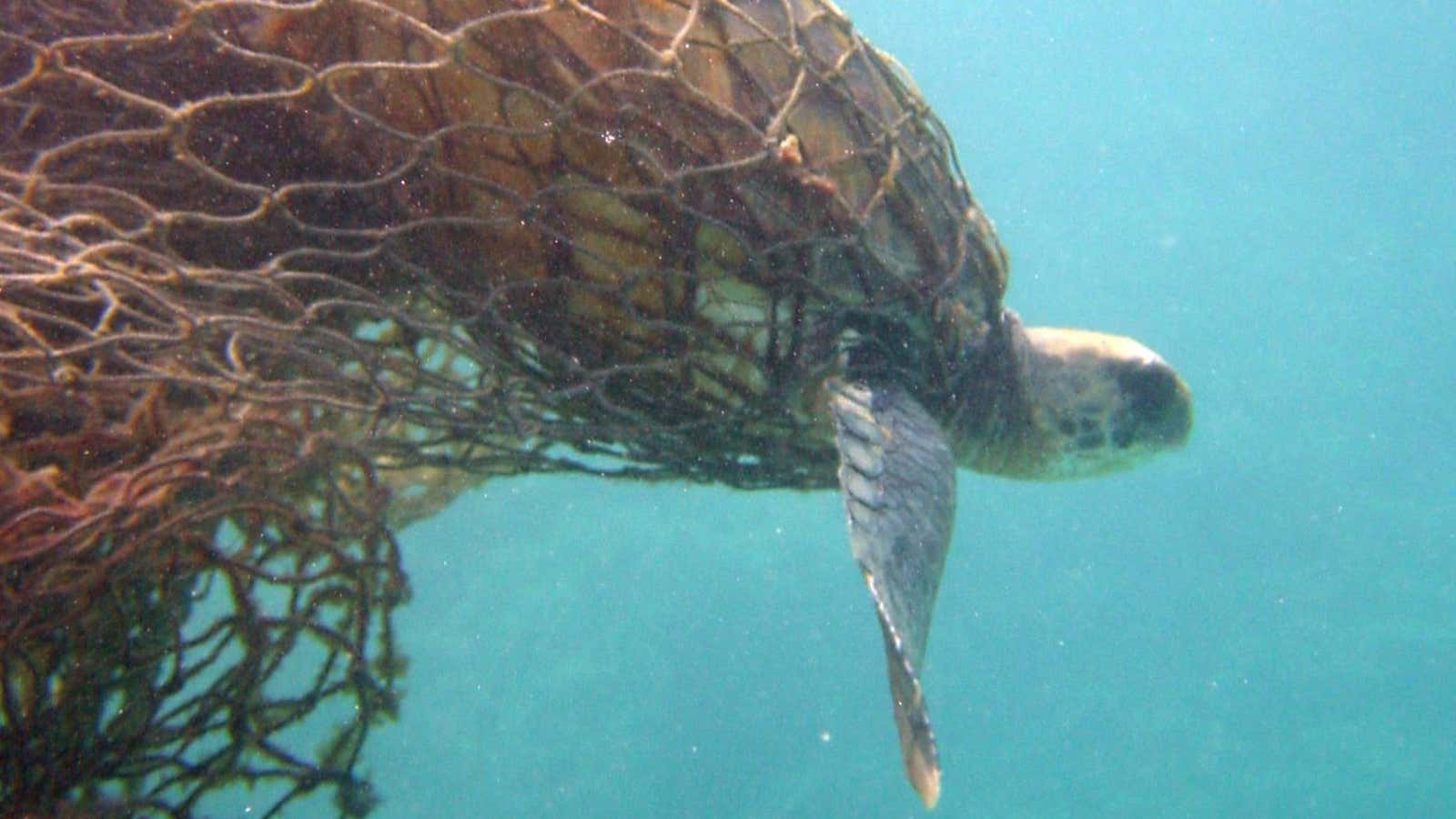 A Green Turtle ensnared in fishing nets off the Northwestern Hawaii Islands.