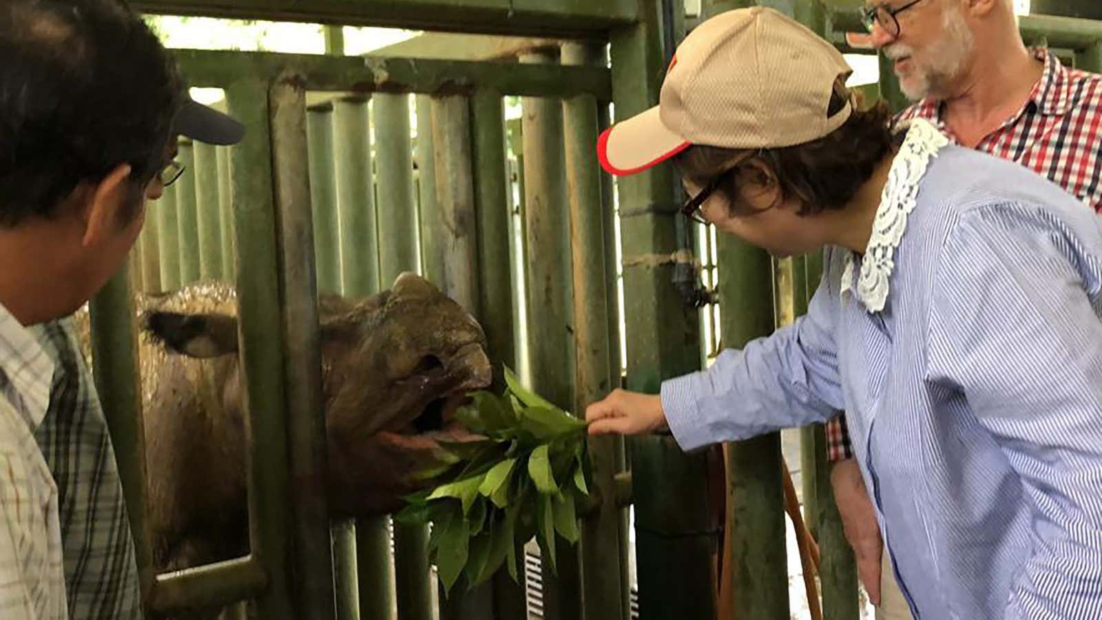 Iman, Malaysia’s last surviving Sumatran rhinoceros, died on Nov. 23, 2019.