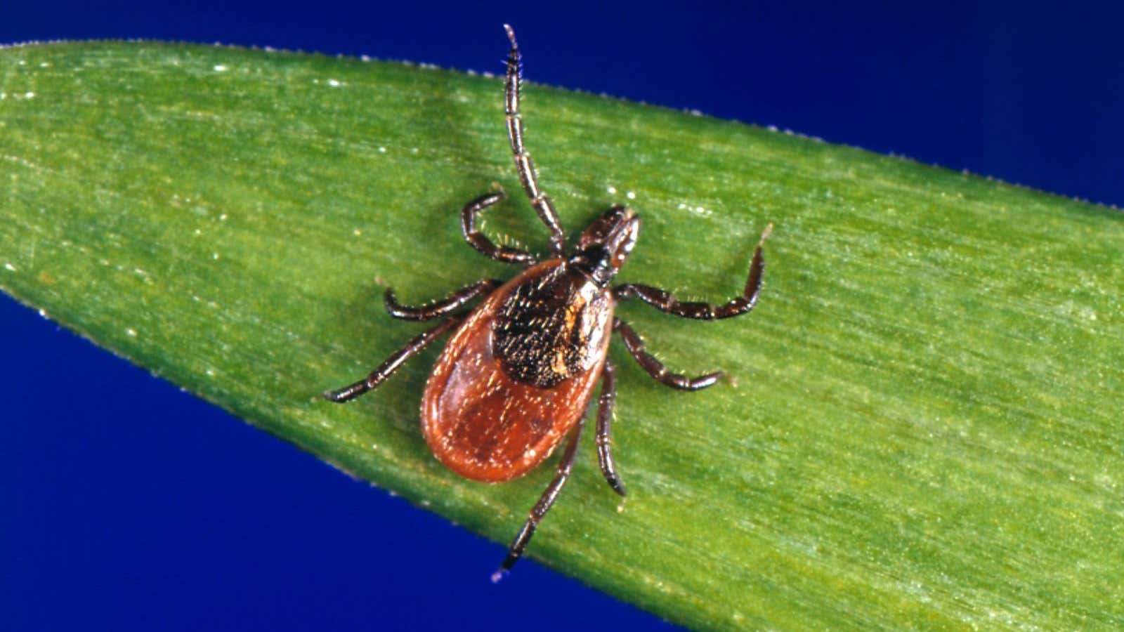 The smaller cousin of the long-horned tick, the deer tick.