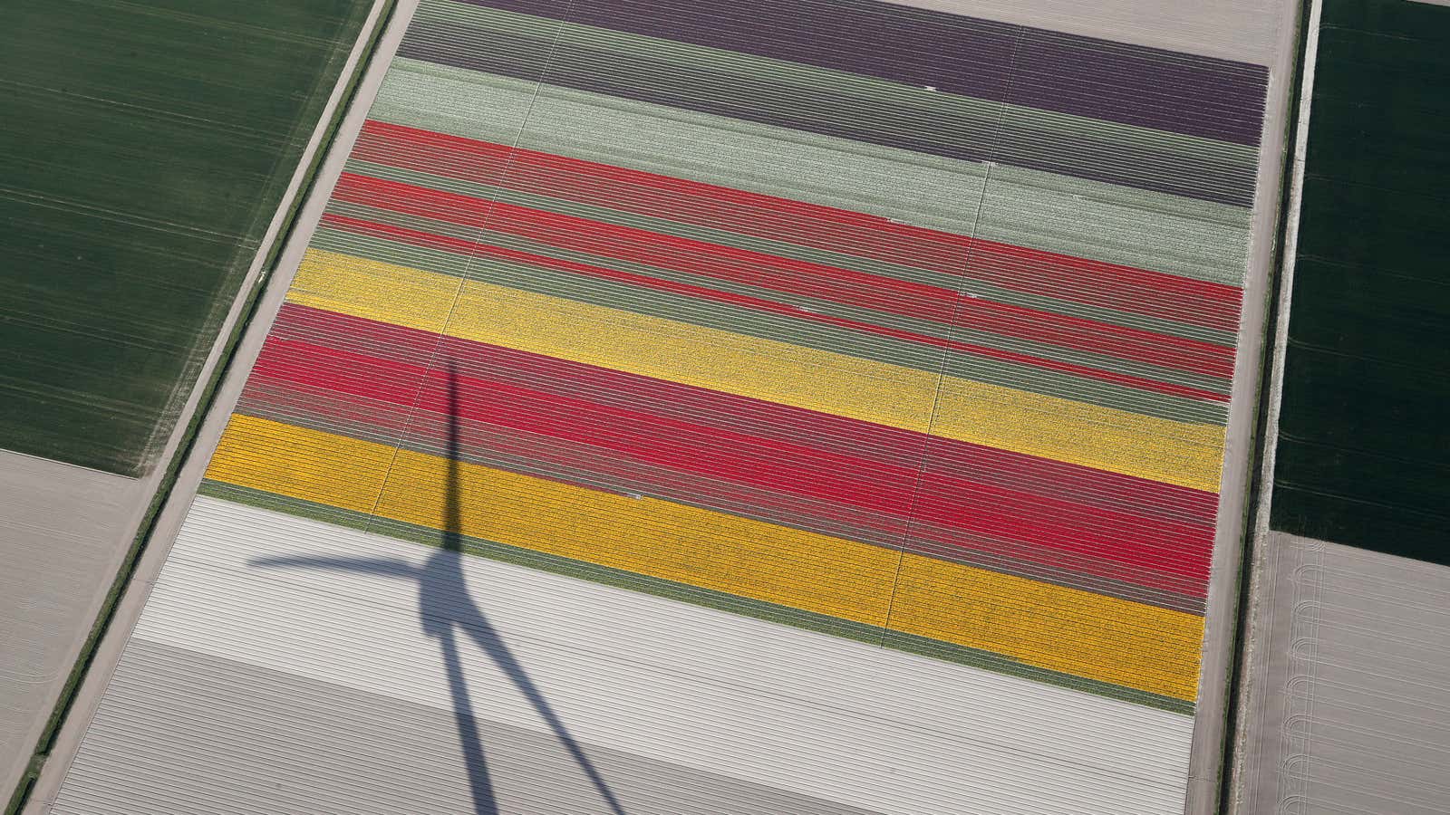 A shadow of a wind turbine over a tulip field in Creil, Netherlands on April 18, 2019.