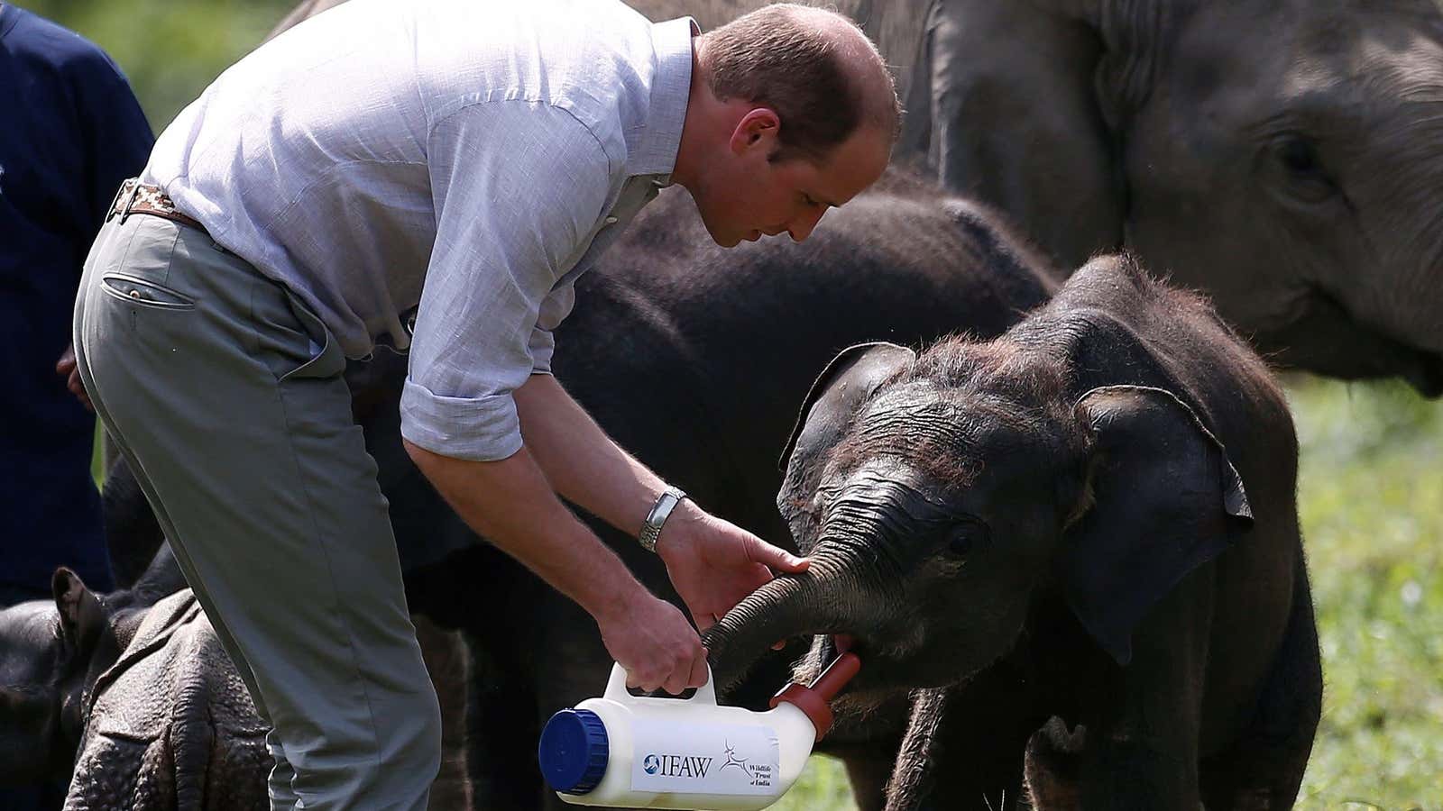 Britain’s Prince William feeds a baby elephant  in India