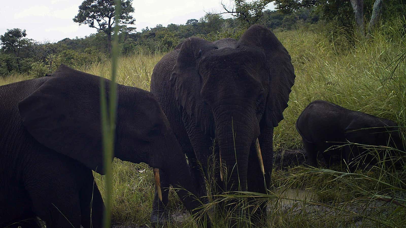 A forest elephant in South Sudan’s  Western Equatoria state.