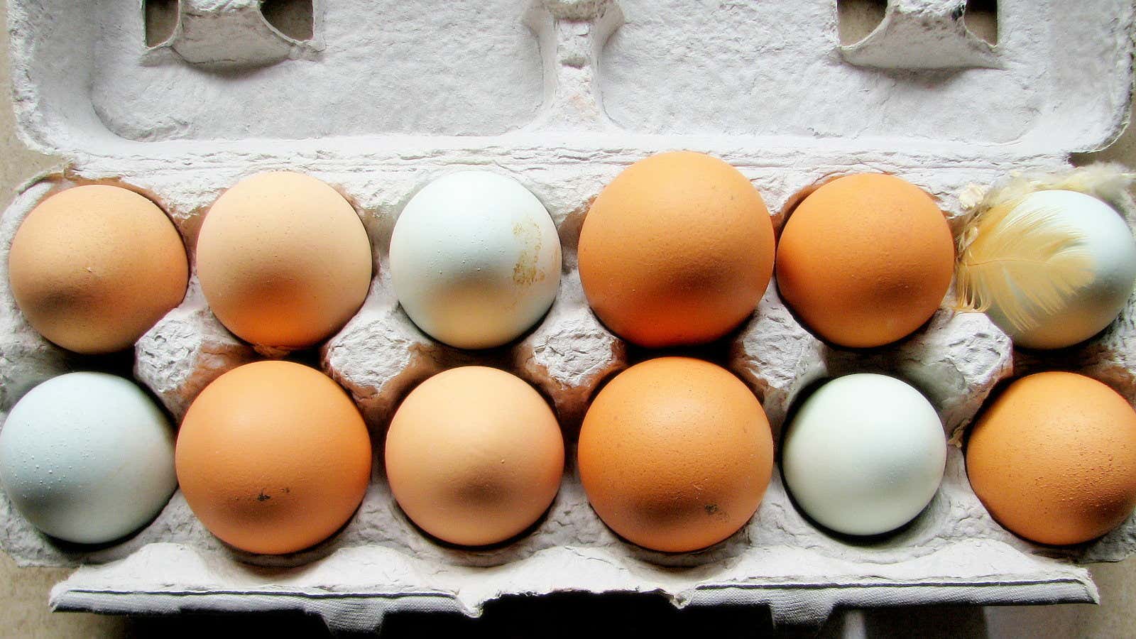 Brown or white: An egg-sistential question.