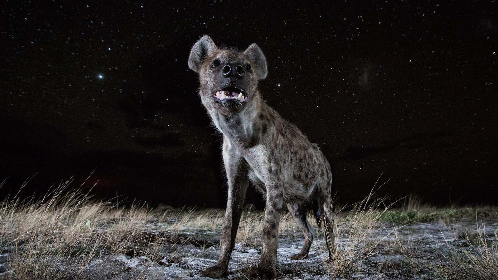 A spotted hyena (Crocuta crocuta).