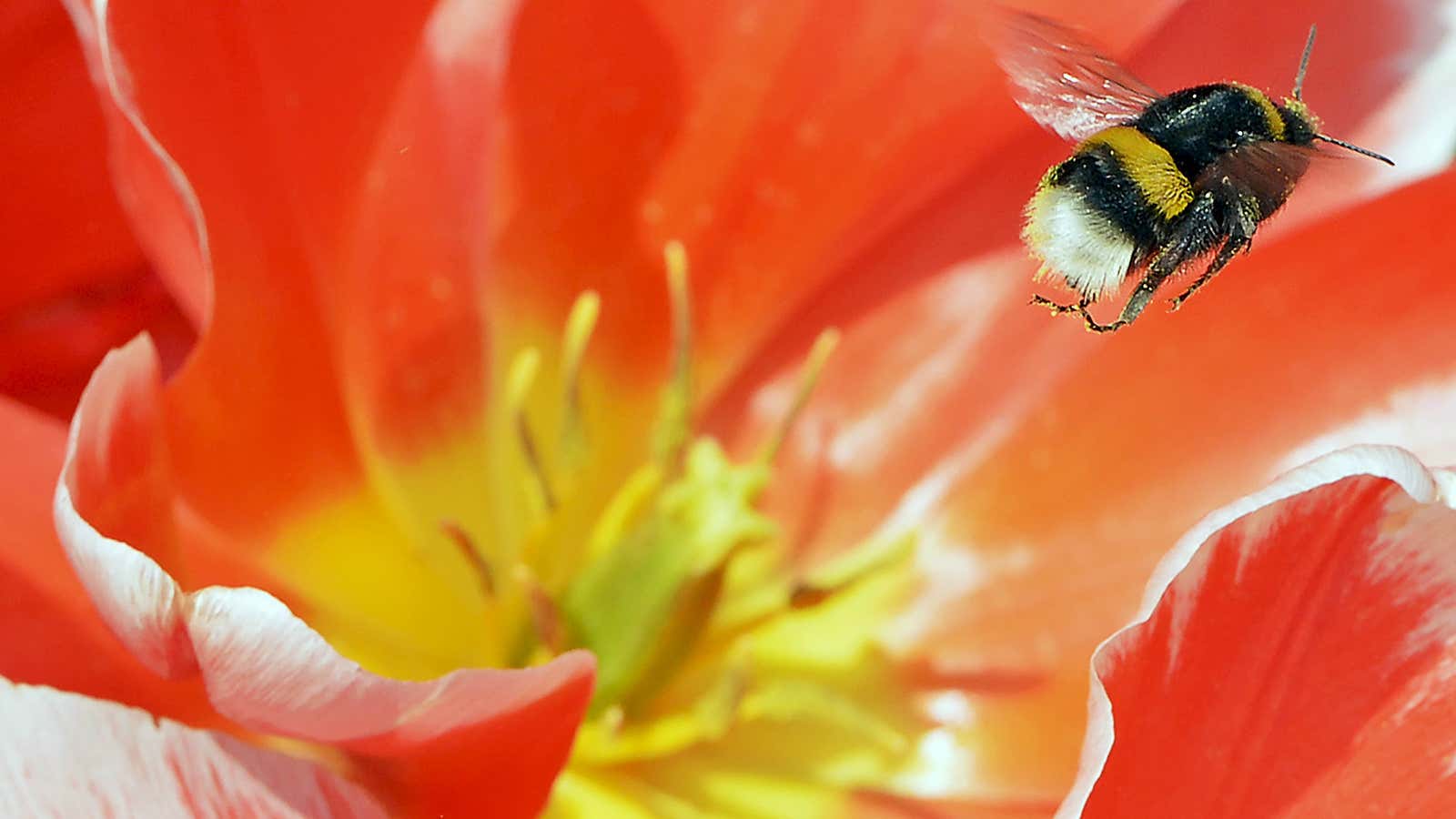 Bee hazard theories are growing like weeds.