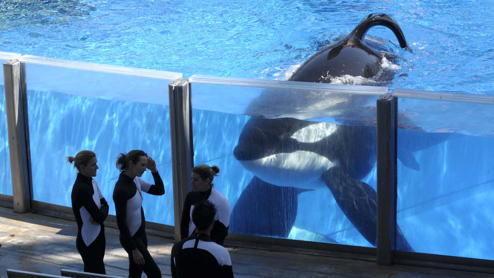 SeaWorld is ending its live orca shows, but it may be too late to save the company.