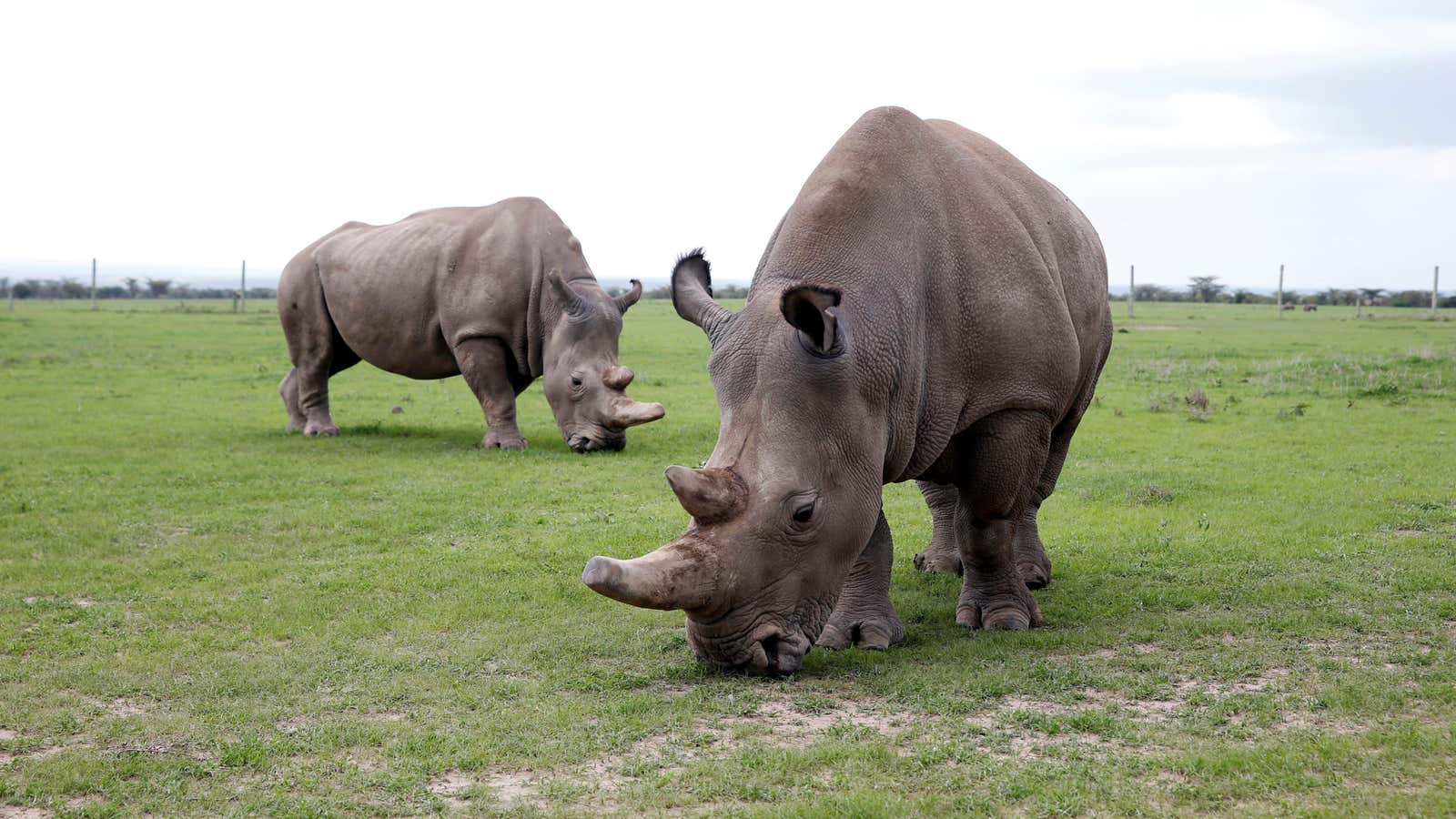 Najin (front) and her daughter Fatu, the last two northern white rhinos.
