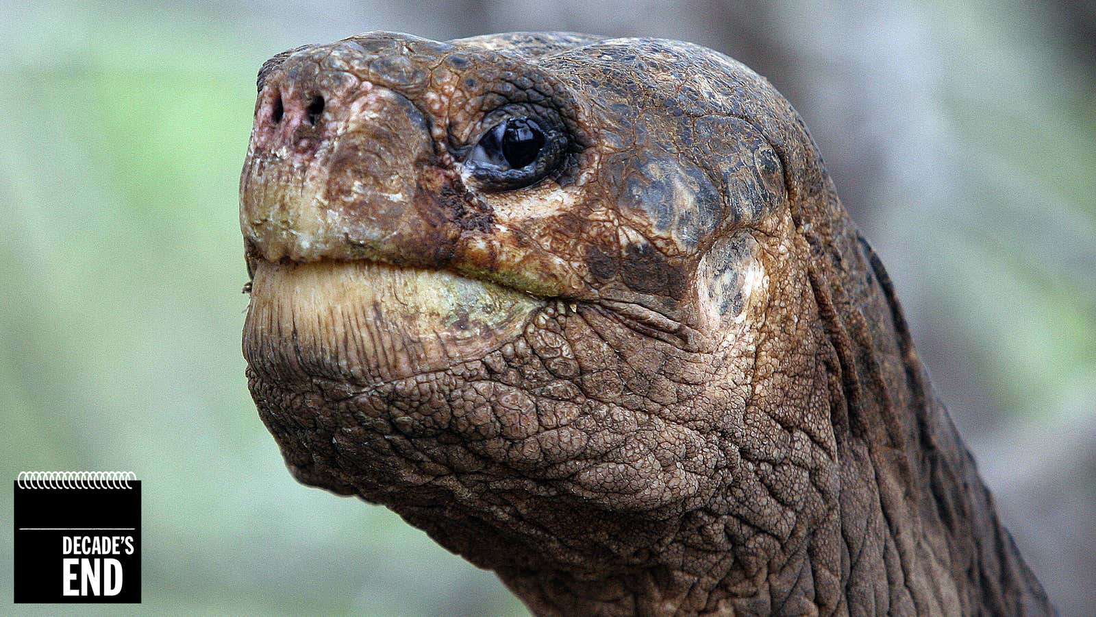 Lonesome George, the last known individual of the Pinta Island Tortoise, subspecies Geochelone nigra abingdoni