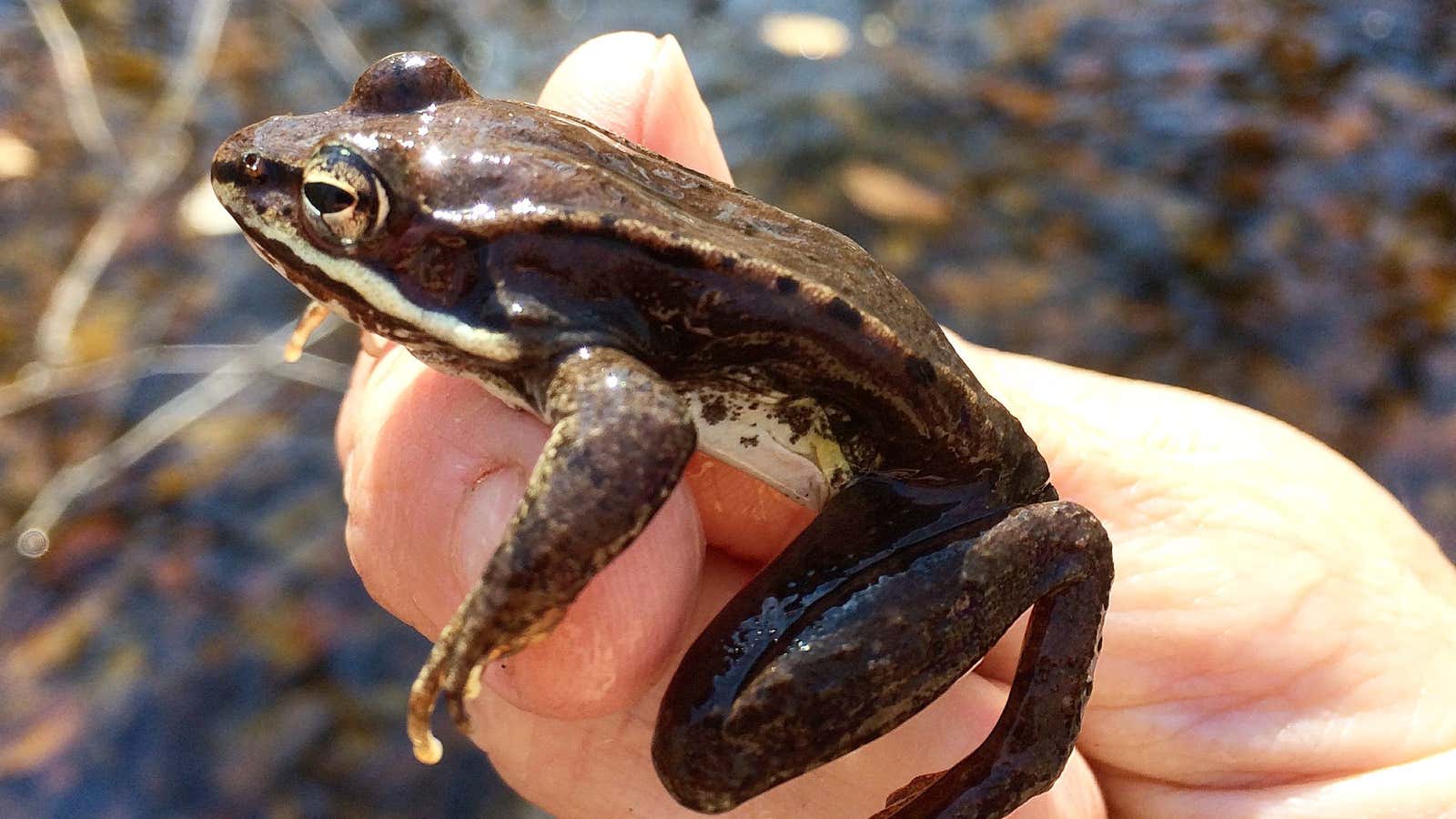 A common North American poop-frog.