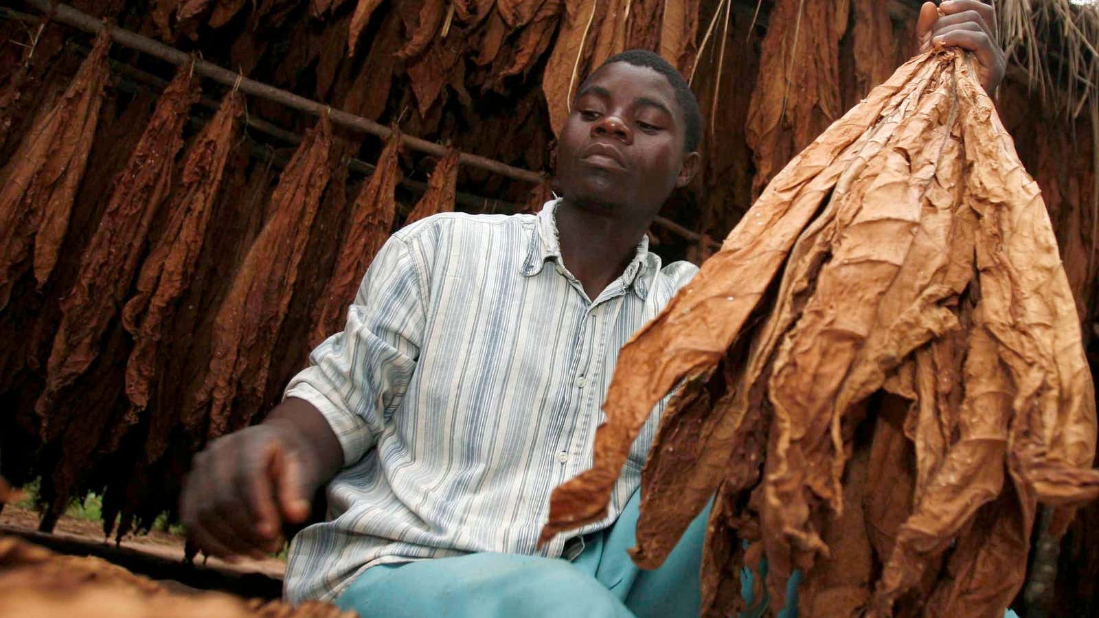 A Malawian works near a tobacco shed in Chalenga village, some 20km west of the capital Lilongwe