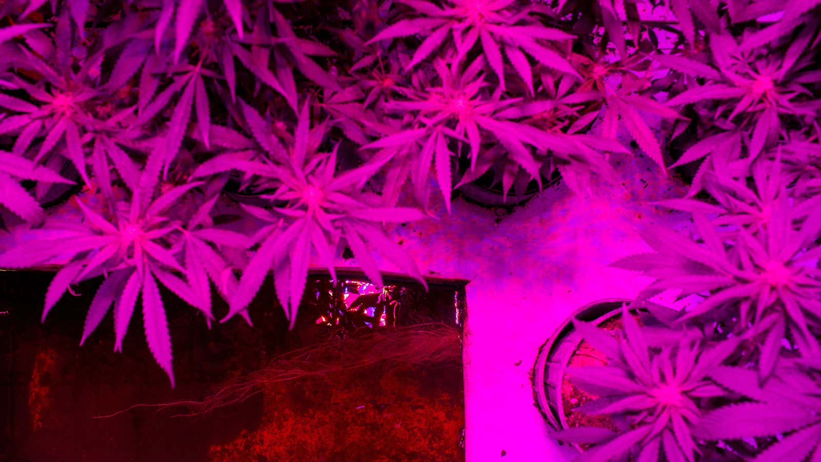 Cannabis roots float underwater in an aquaponics grow operation