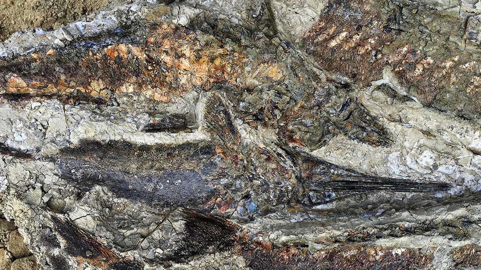A fossil graveyard reportedly tells the story of the death of dinosaurs.