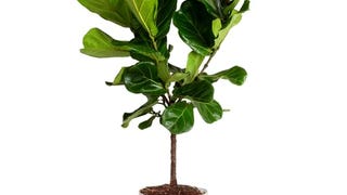 Costa Farms Fiddle Leaf Fig Tree, Ficus Lyrata, Live Indoor...