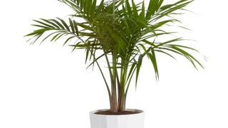 Costa Farms Majesty Palm Live Plant, Live Indoor and Outdoor...
