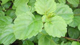 Image for Swedish ivy: A presidential plant